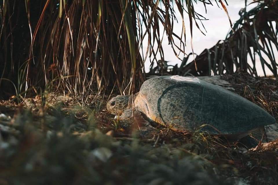 Introducing #WildWednesday in Watamu MPA
Talking about the different organisations who work with Kenya Wildlife Service, Watamu to help protect this important and oldest marine protected area.

Local Ocean Conservation working for the the protection of sea turtles.
