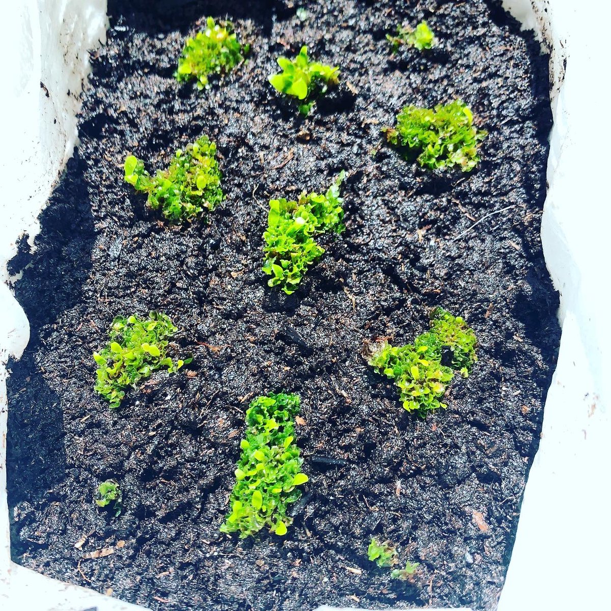 pixelorder78's tweet photo. 今日は土いじり🌱
芳しくないのから環境替え
#ビカクシダ #リドレイ #fingerdancer #胞子培養 https://t.co/J8993uBLJu