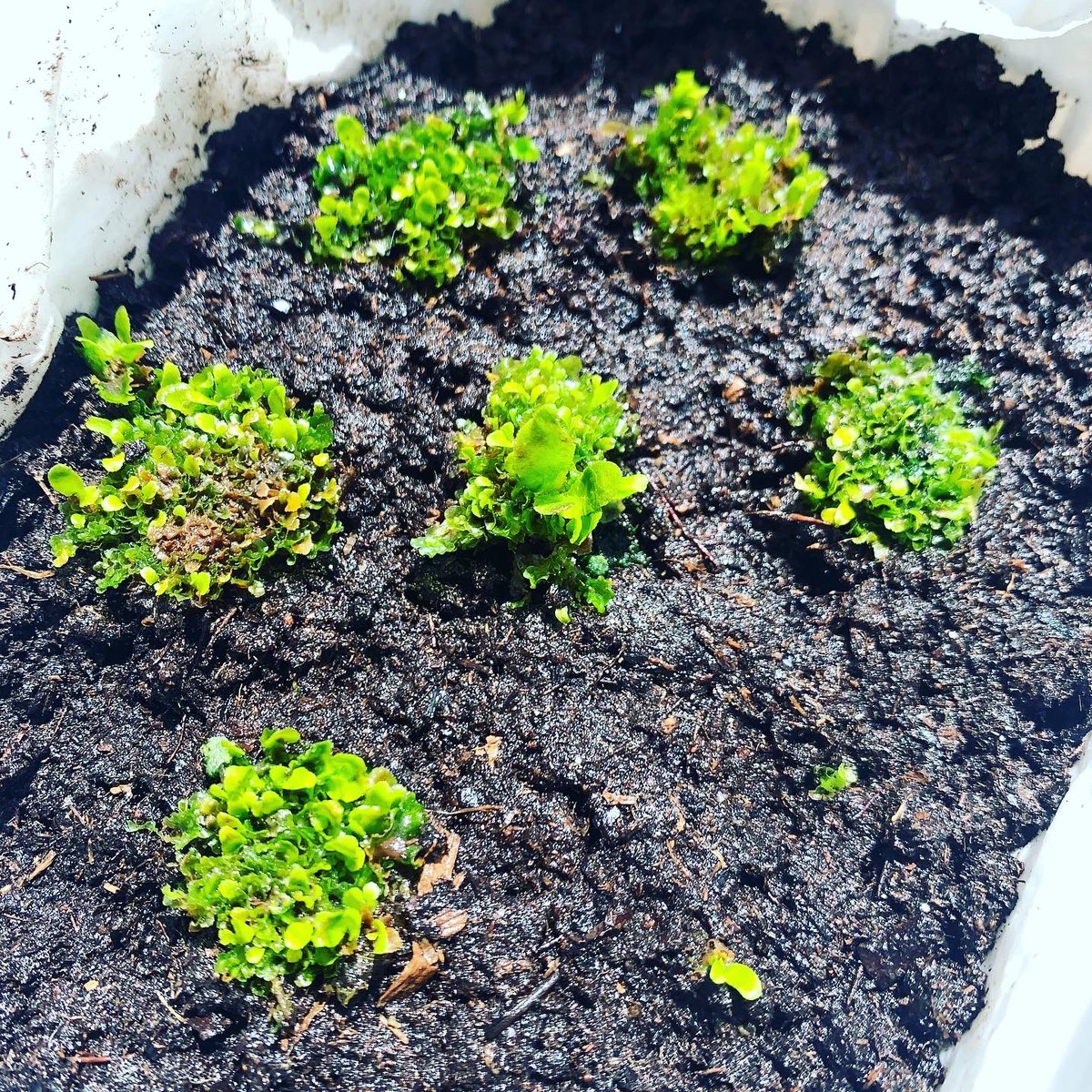 pixelorder78's tweet photo. 今日は土いじり🌱
芳しくないのから環境替え
#ビカクシダ #リドレイ #fingerdancer #胞子培養 https://t.co/J8993uBLJu