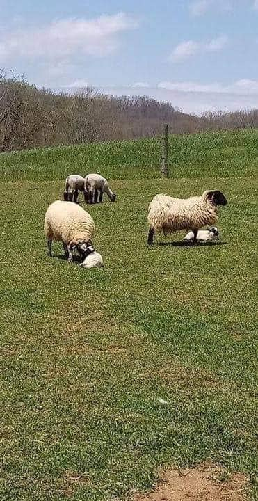 The ewe (on the left lambed a stillborn.She cried most of the night longing for her lamb after we removed it.
The ewe on the right lambed very small twins last wk. It seems that today she has given o1 of her twins to the grieving mother to raise as her own.