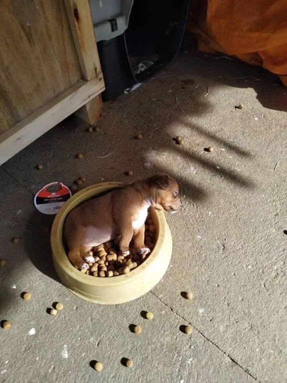 💖 (@twaniimals) on Twitter photo 