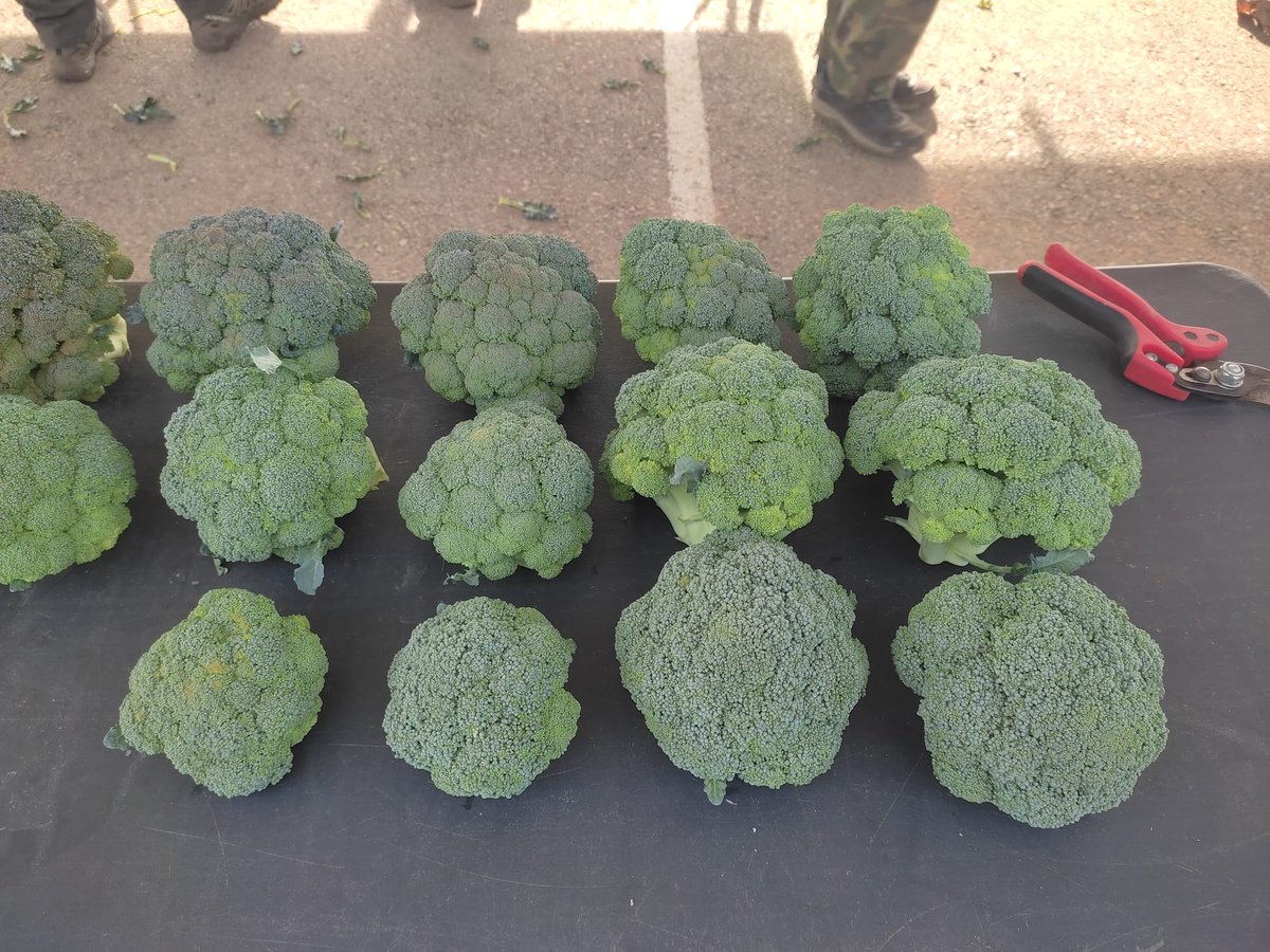 IviaRiegos's tweet image. Ayer el equipo de riego 💦 @GVAivia + @AguaCide  realizamos la recolección del brócoli🥦en @Bouquet_es. Ahora toca evaluar el efecto de las estrategias de riego llevadas a cabo en el proyecto #DigitalRiego que financia @GVAavi sobre la producción⚖️. #TransferenciaReal