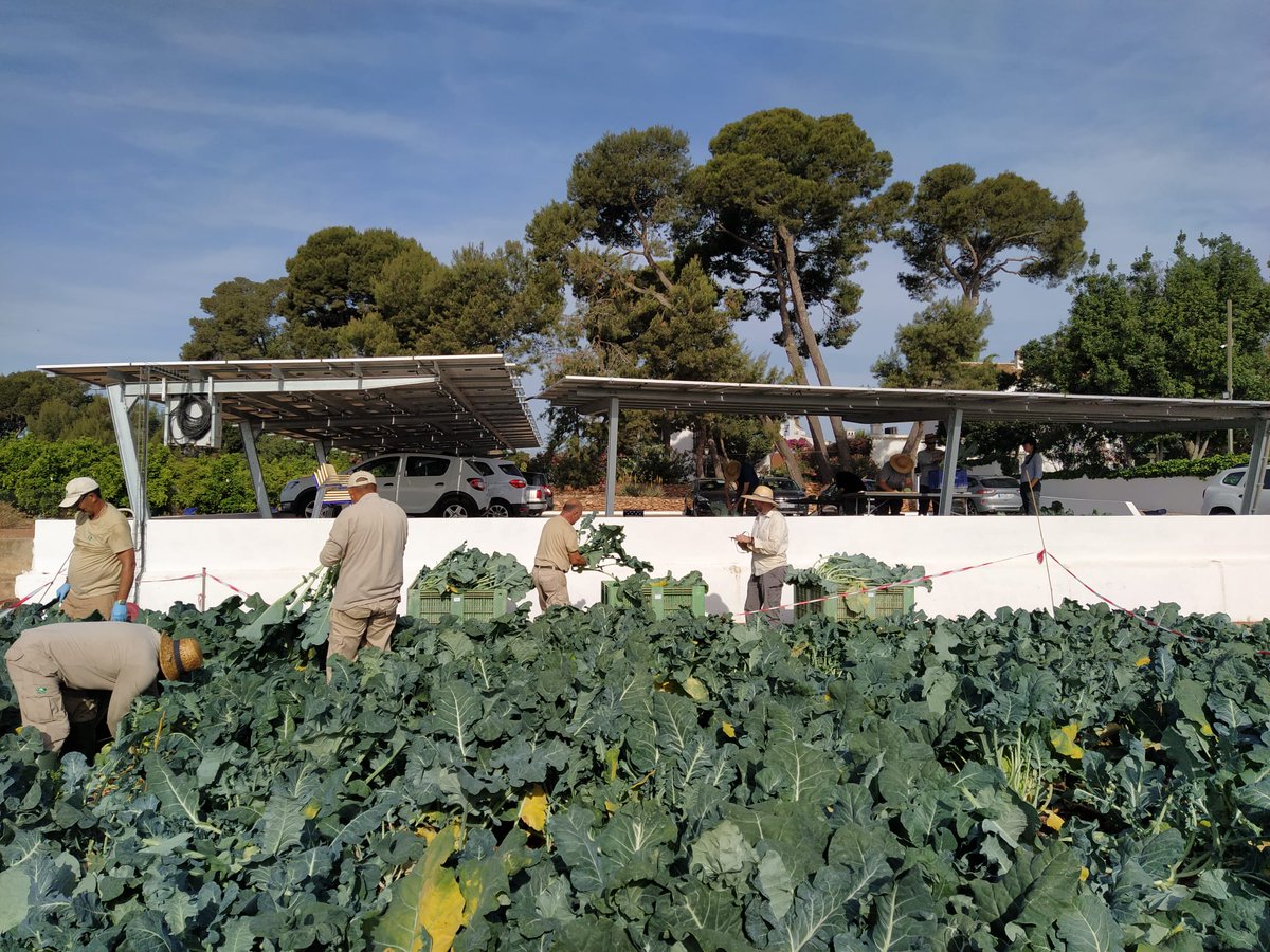 IviaRiegos's tweet image. Ayer el equipo de riego 💦 @GVAivia + @AguaCide  realizamos la recolección del brócoli🥦en @Bouquet_es. Ahora toca evaluar el efecto de las estrategias de riego llevadas a cabo en el proyecto #DigitalRiego que financia @GVAavi sobre la producción⚖️. #TransferenciaReal