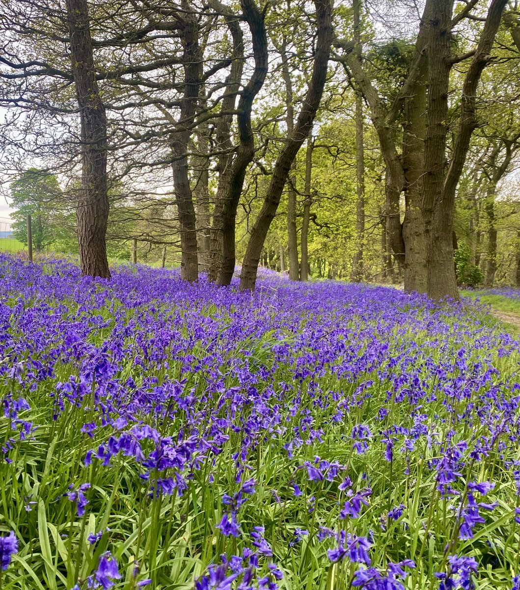 NickyJohnsonNY's tweet photo. Wishing you a wonderful Wednesday from North Yorkshire 😊 https://t.co/HD59pFa0l8