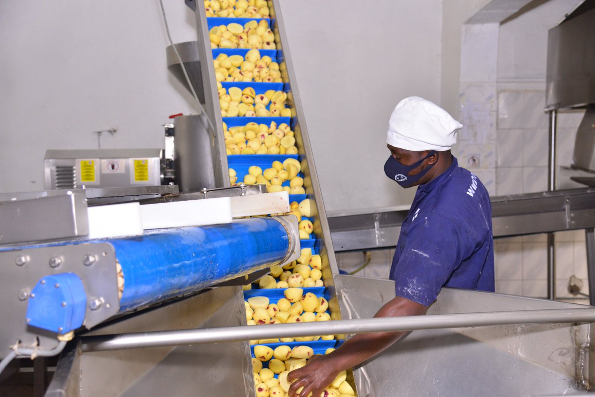 #Potatofarmers play an essential role in manufacturing companies' supply chains that produce #frenchfries, #potatocrisps, and vodka. By working closely with these companies and maintaining high-quality standards, #potatofarmers help ensure that consumers can enjoy these products.