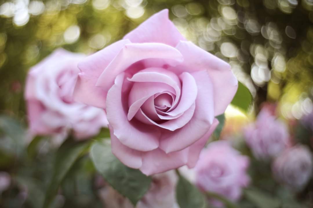 kenjiueta's tweet photo. 和製アンジェニューと言われる KONICA HEXANON AR 35mm F2.8で撮影。
#薔薇
#花写真
#KONICAHEXANON
#AR35mm
#オールドレンズ
#カメラ
#カメラ好き https://t.co/fRl3vM5FP7