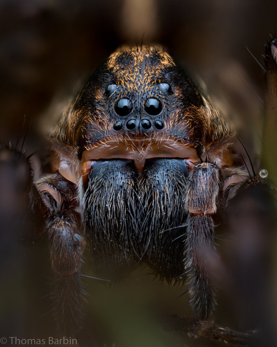 TCBphotos's tweet photo. I believe this is Pardosa vancouveri
I’m in a bit of a focus stacking phase now that I’ve got a body with focus bracketing and a lens with compatible autofocus. Any focus stacking tips are appreciated!
#Pardosa #Lycosidae #iNaturalist https://t.co/lUb2vieBfb