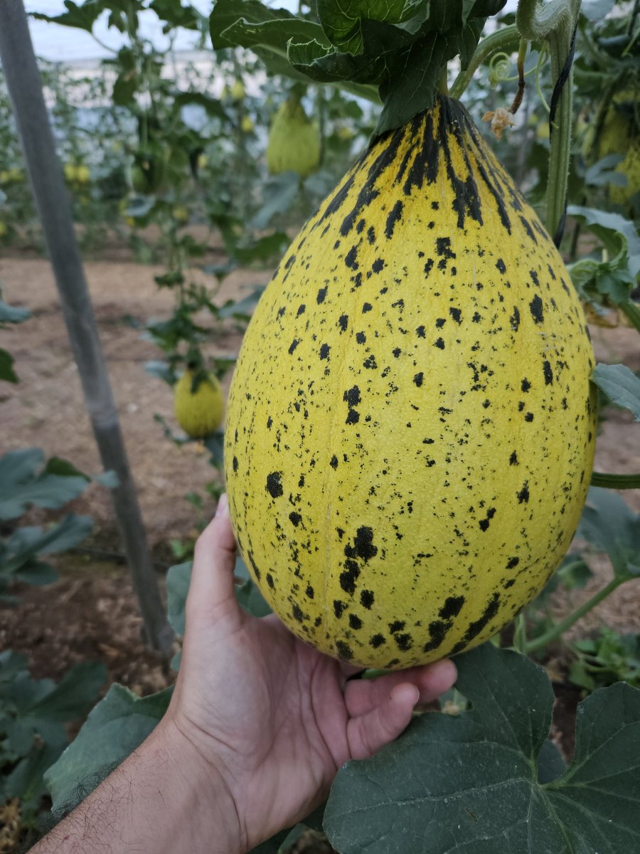 luistrillomata's tweet image. Va quedando menos para dar salida a estas bellezas turcas. 
#FelizMiercolesATodos 
#AgriculturaEnVena