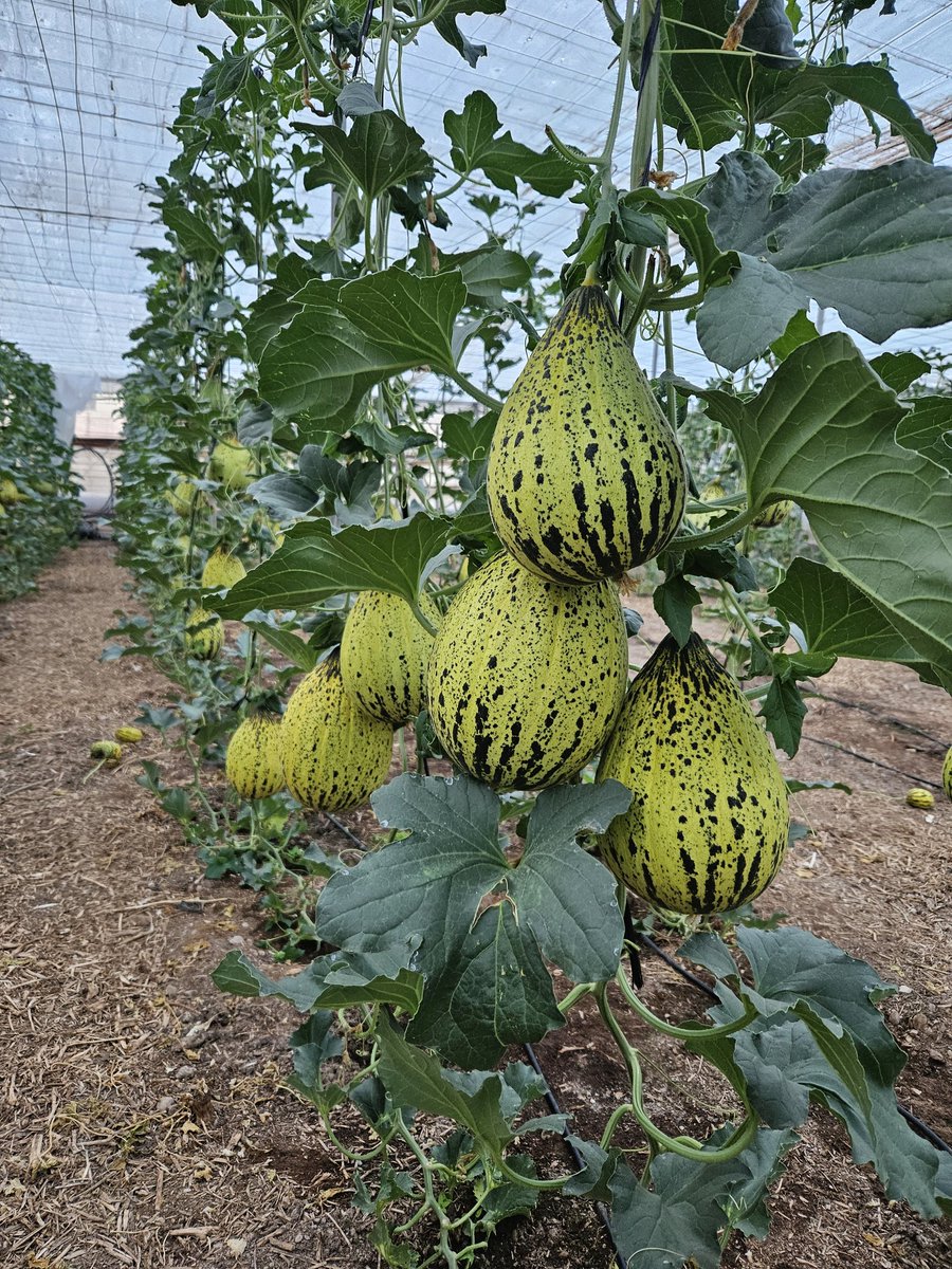 luistrillomata's tweet image. Va quedando menos para dar salida a estas bellezas turcas. 
#FelizMiercolesATodos 
#AgriculturaEnVena