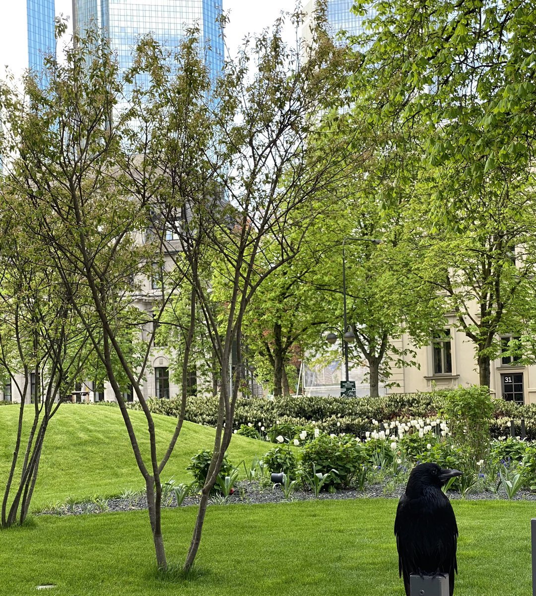 InesHandler's tweet image. Good morning! 

#birdwatching #corvuscorone #corvidae