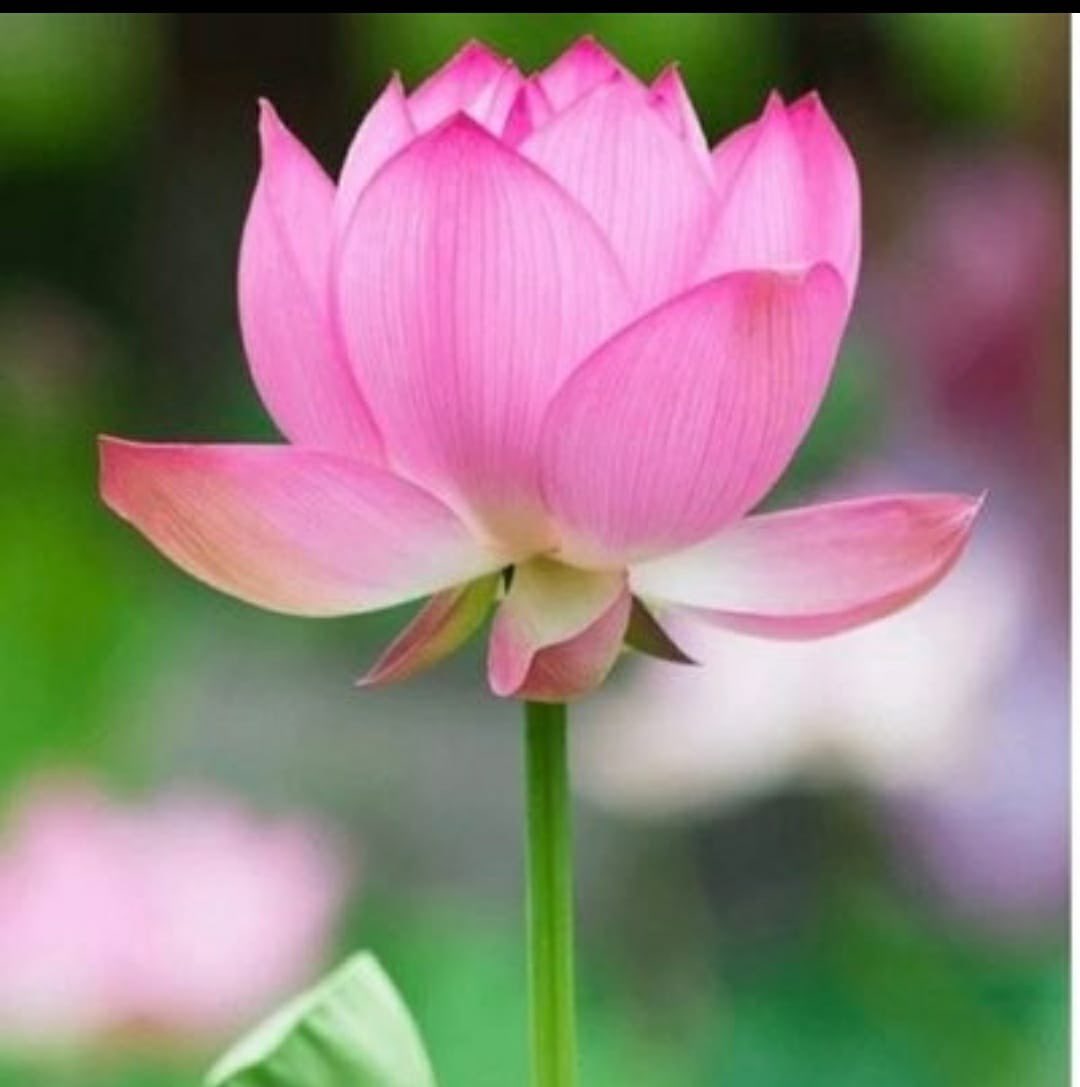 Vote for Karnataka's Progress
Vote for bjp

jay bajarang bali
#KarnatakaAssemblyElection2023