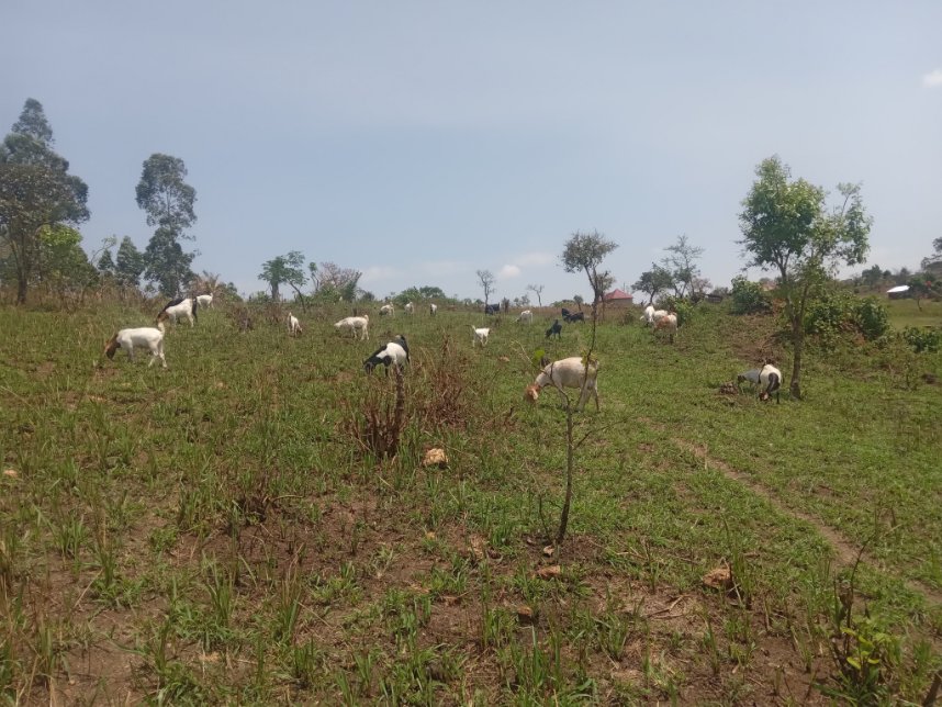 PearlFarmsUg's tweet photo. QUOTE:
"Agriculture is the greatest and fundamentally the most important of our industries. The cities are but the branches of the tree of national life, the roots of which go deeply into the land. We all flourish or decline with the farmer." - Bernard Baruch
#FarmForProfit https://t.co/2862Wff6IG