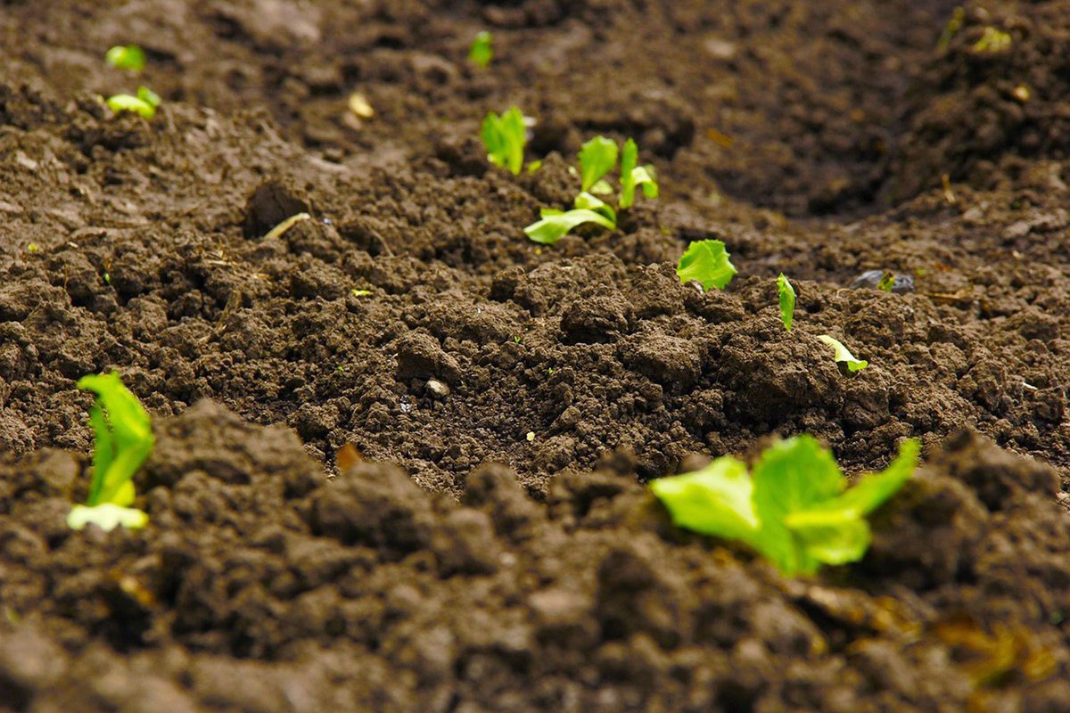 agriculturalsc9's tweet photo. #Alluvial soil is one of the best #soils, requiring the least water due to its high #porosity. The consistency of alluvial soil ranges from drift #sand and #rich #loamy soil to #silt clays.
#Agriculture #Crop #technology #Review #research #India #China #Japan #Pakistan #Blacksoil https://t.co/X19b7F1FX7