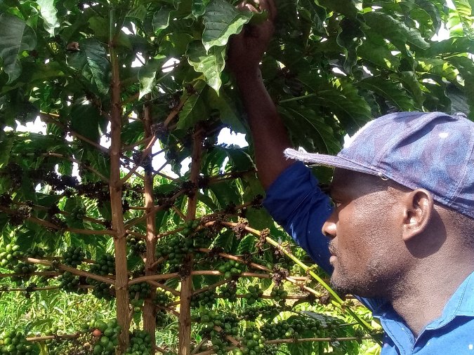 PearlFarmsUg's tweet photo. QUOTE:
"Agriculture is the greatest and fundamentally the most important of our industries. The cities are but the branches of the tree of national life, the roots of which go deeply into the land. We all flourish or decline with the farmer." - Bernard Baruch
#FarmForProfit https://t.co/2862Wff6IG