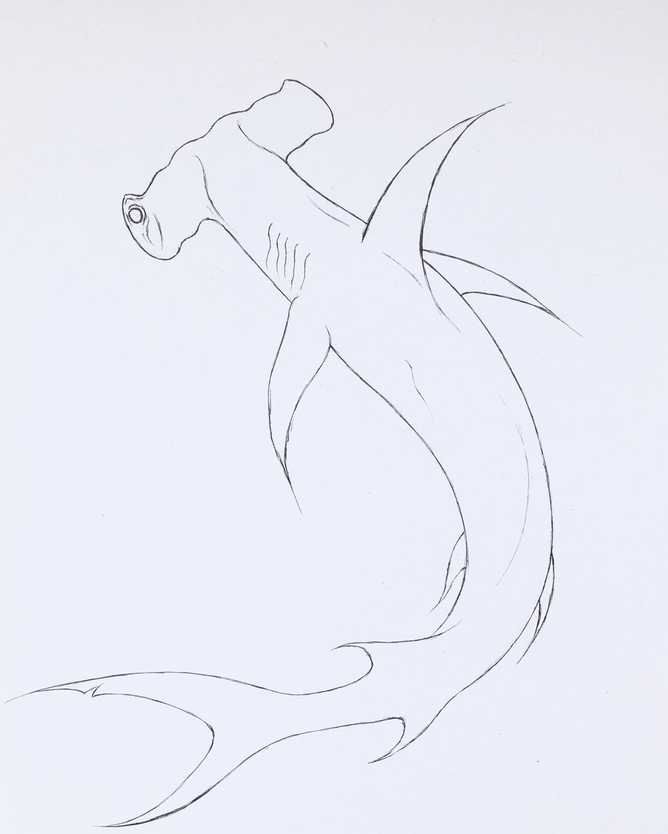 chadkilloran's tweet photo. 🦈 I’ve had a lot of requests for a shark so I’m finally getting around to one!

🖊️ I love sharks and have been wanting to create one for a while. Here it is drawn out in fineliner pen.

❓I’d love to know what you think about sharks. Let me know in the comments below.👇 https://t.co/9XJX4MY9gV