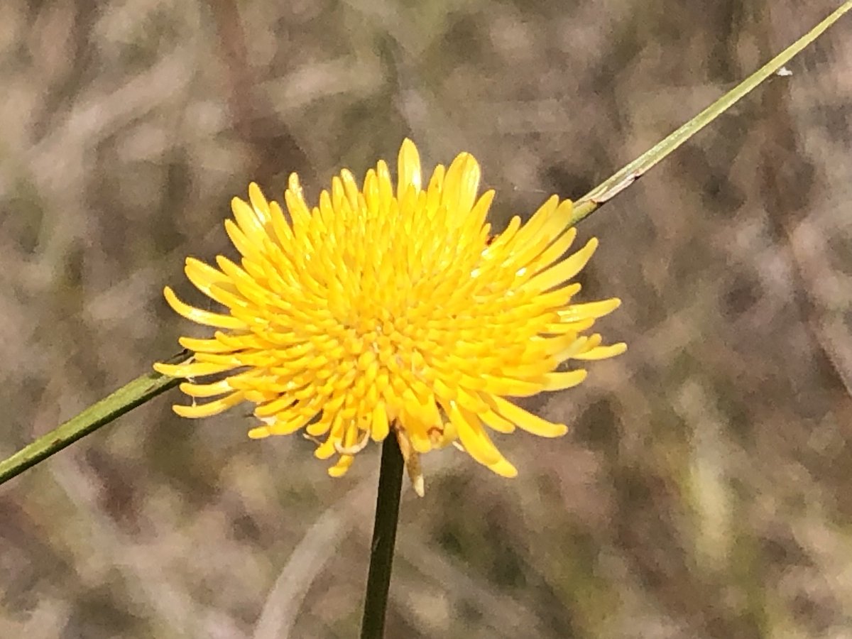 IsabelLarridon's tweet photo. Some #Cyperaceae look like #Compositae like these #Cyperus section #Ascolepis species in #Mutinondo #Zambia @KewAfrica https://t.co/XEtIpSkj7B
