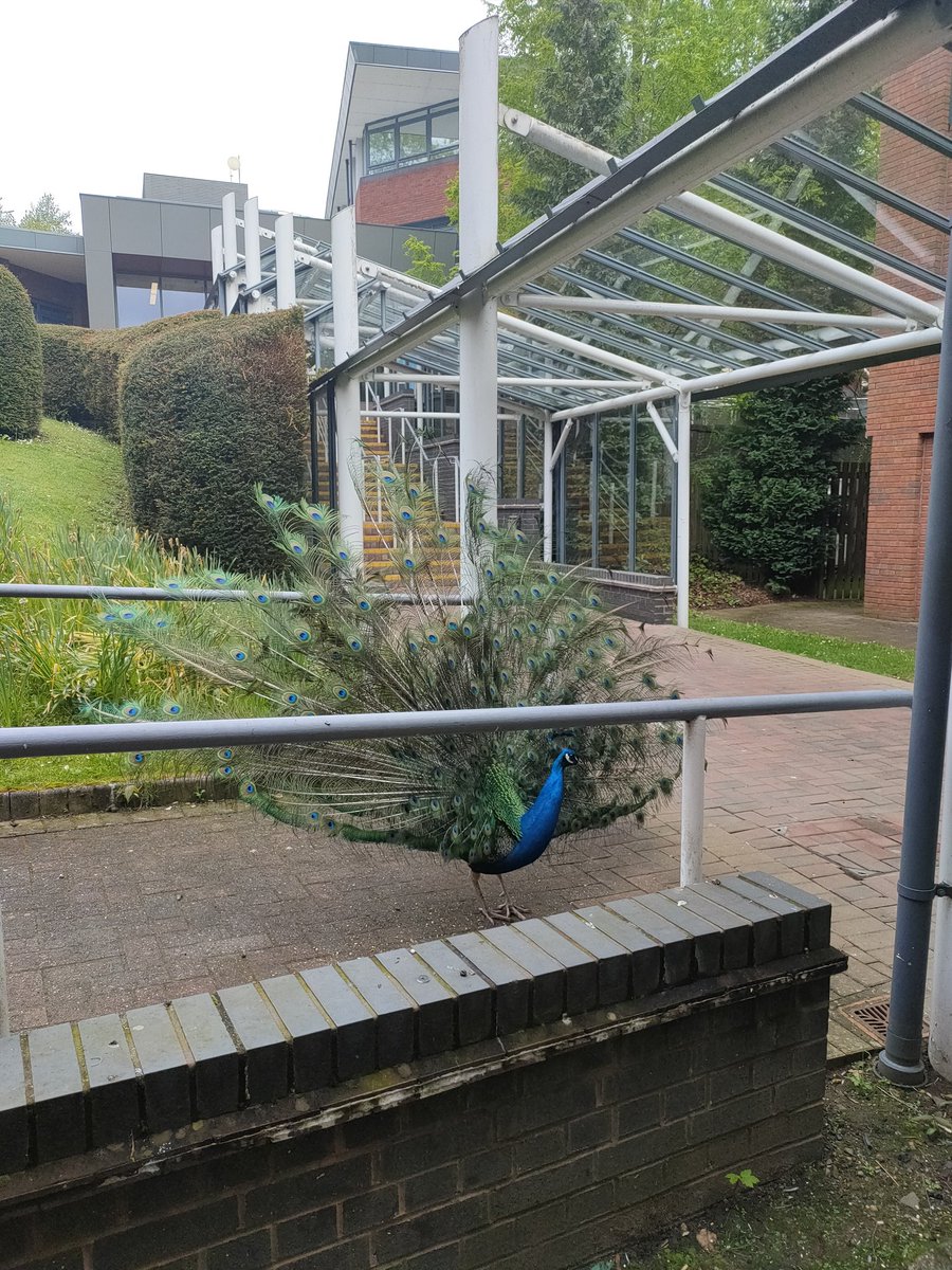 Wouldn't let a tiny sparrow near the food today <a href="/wlv_uni/">University of Wolverhampton</a> <a href="/meganjanehollow/">Megan Jane Hatton</a> <a href="/WolvesSU/">Wolverhampton Students’ Union</a>