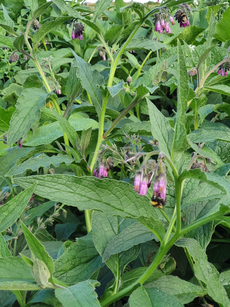 DalefootCompost's tweet photo. We love #Comfrey here at Dalefoot. It's a great carbon capture plant, bees love it, and it's high in Potassium, phosphorous and nitrogen, essential for healthy plant growth, more flowers and bigger harvests. We grow 20 acres of Comfrey here at the farm to add to our #composts. https://t.co/SFkzPHOJct