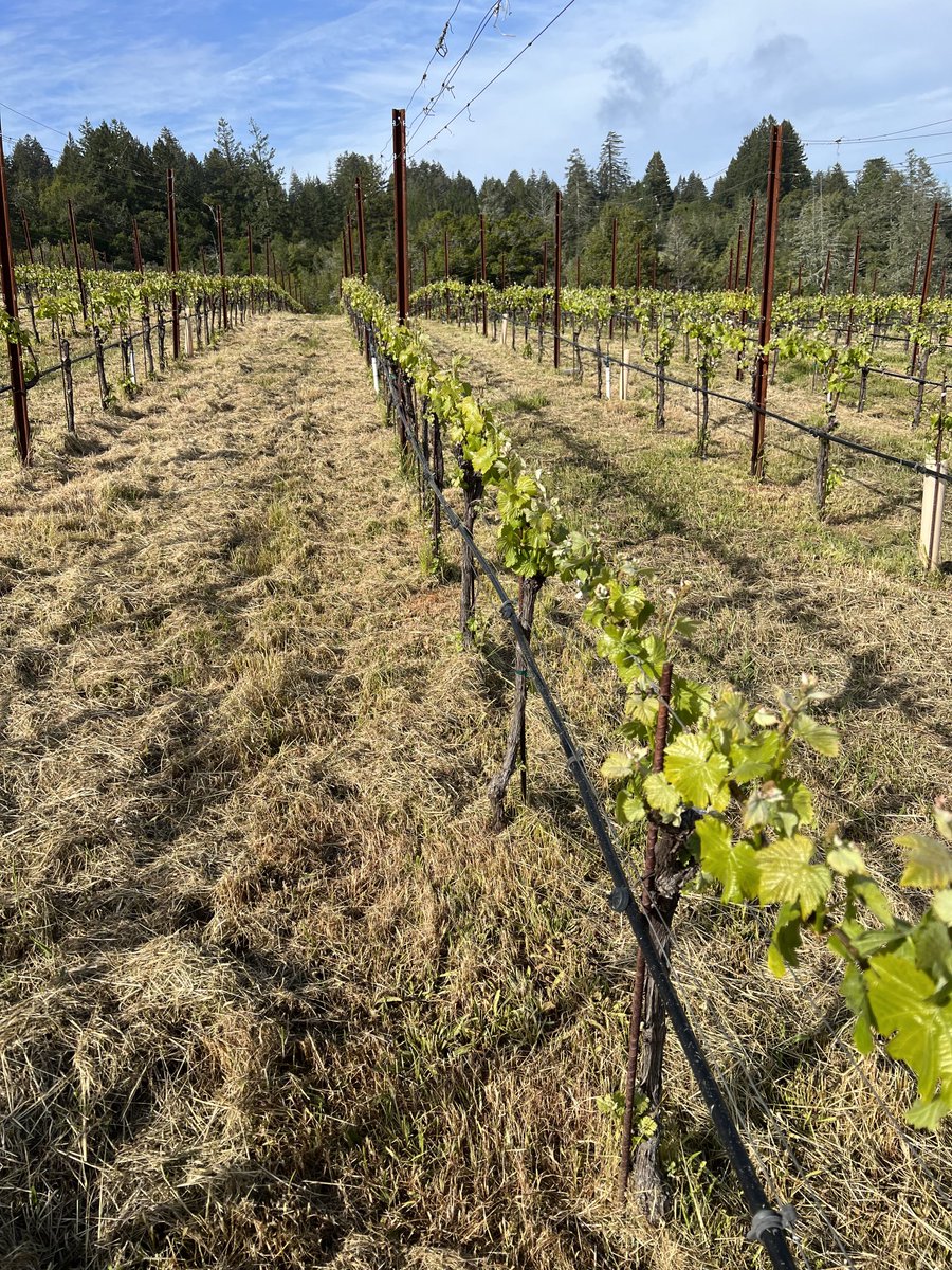 Springtime @ Doc’s Ranch - the vines are making good use of the recent rains #pinot #sonomawines #vineyardhappenings #DocsRanch