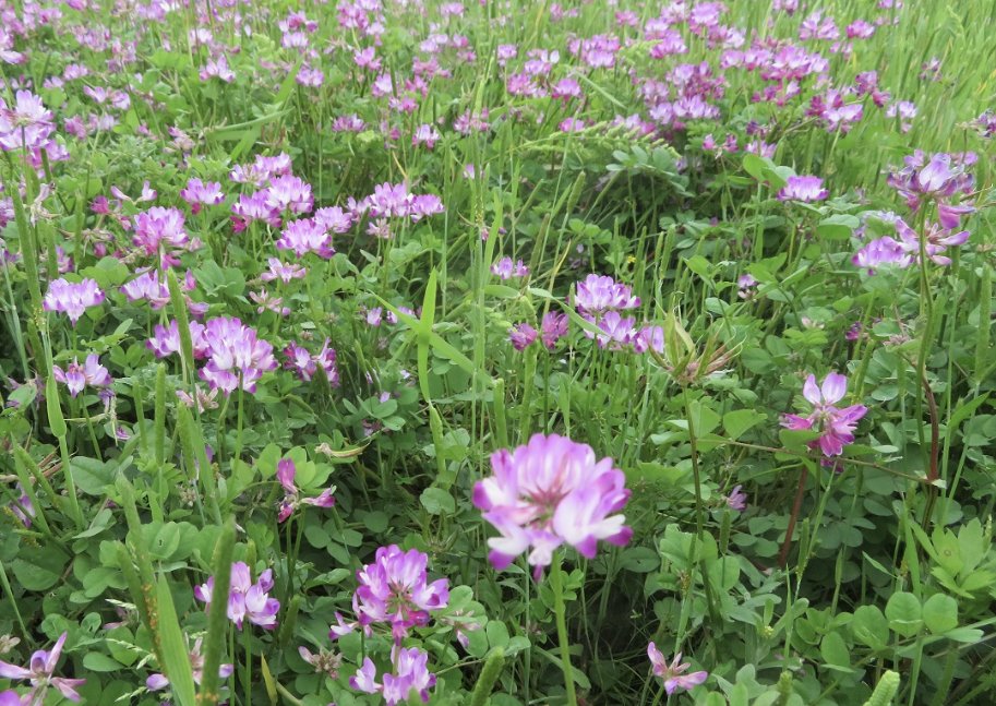 ネジバナやレンゲの群生地が
無くなって来ちゃったなぁ
🥹
少子化なのになんでそんなに
開発進めるのかな？

外国人の為の多文化共生反対