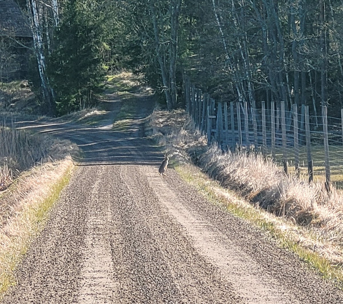 KGadd3's tweet photo. Jokaisella juoksulenkillä kuuluu olla jänis kirittämässä.
På #Holmo har vi allt! https://t.co/5qnu0dZpUT