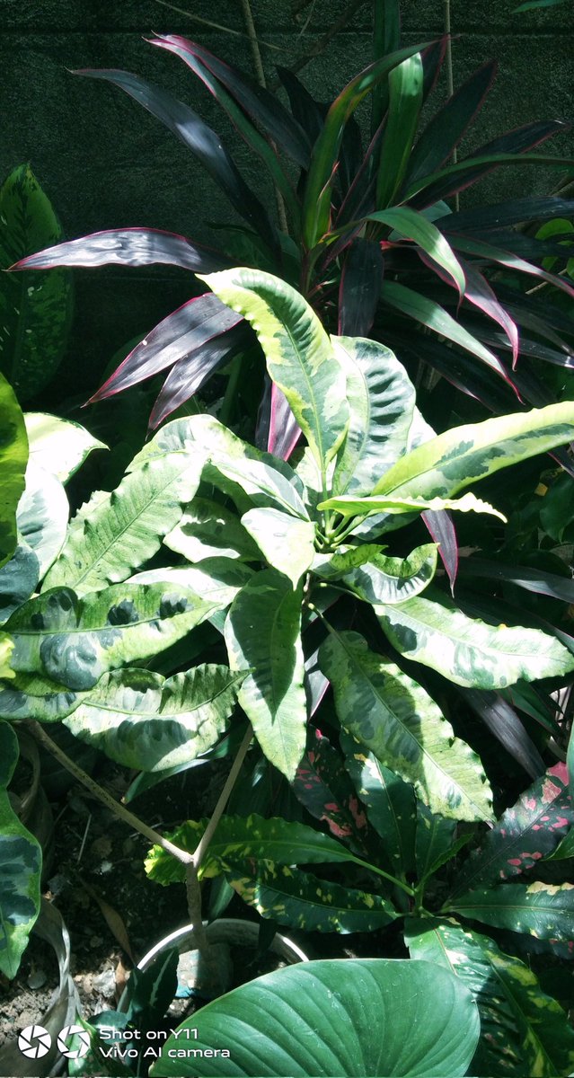 #leaves #plants #croton