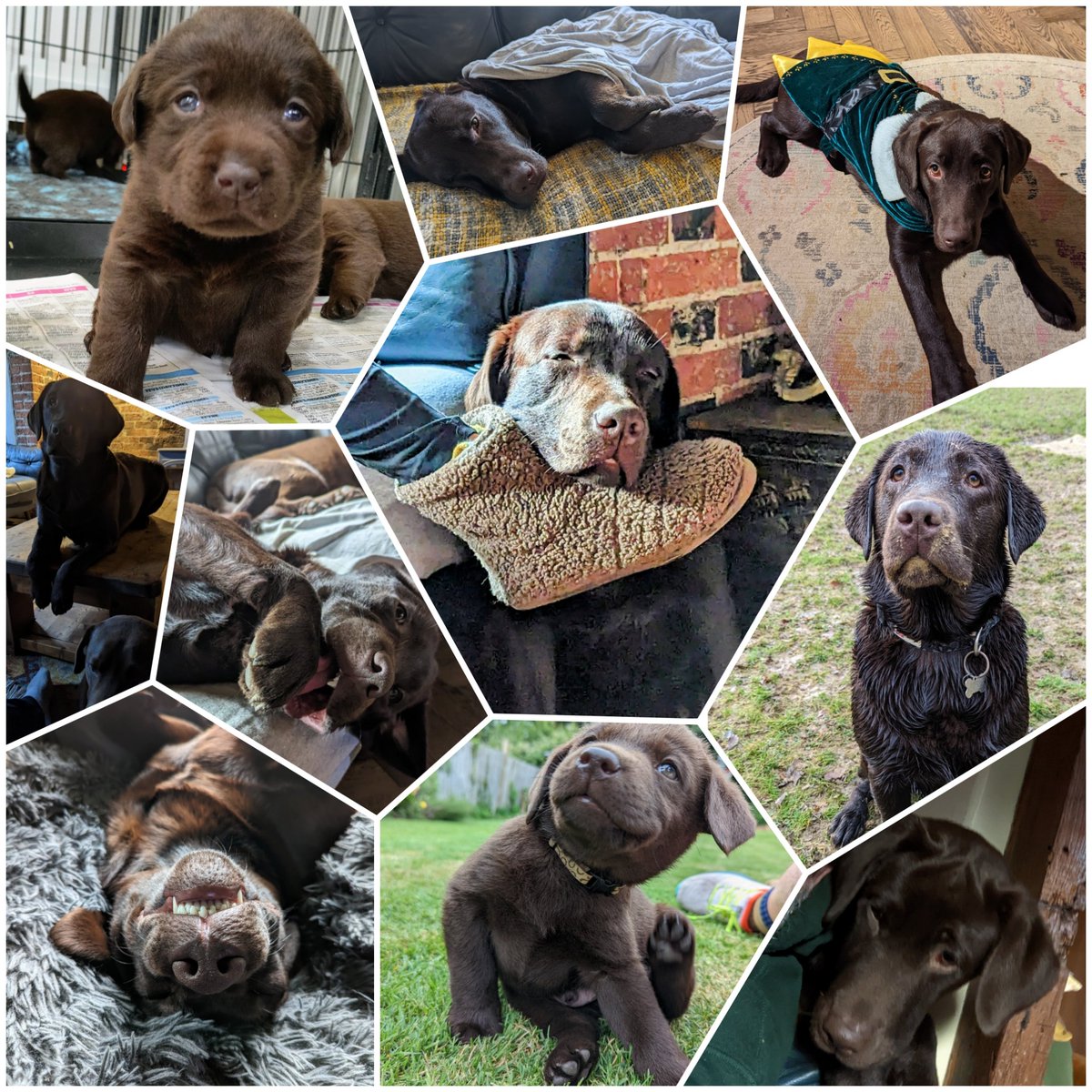 It's my very 1st birthday today 🍰🍰🍰🎉🎉🍰

Dad says I's lucky to have made it this far 🤷‍♂️