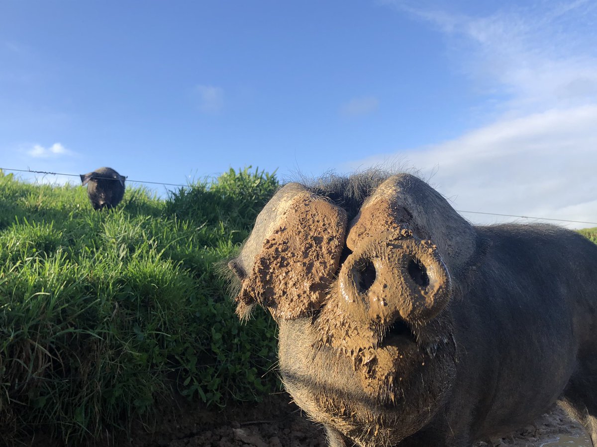 FarmerJamesHT's tweet photo. This little piggy has discovered he can get under the fence but Mum and Dad can’t 🤣
Join us for a #farmholiday to meet little piggy and all his friends #bookdirect, some ltd availability in Owl Barn through May 😊 https://t.co/C9JGyHtLmI