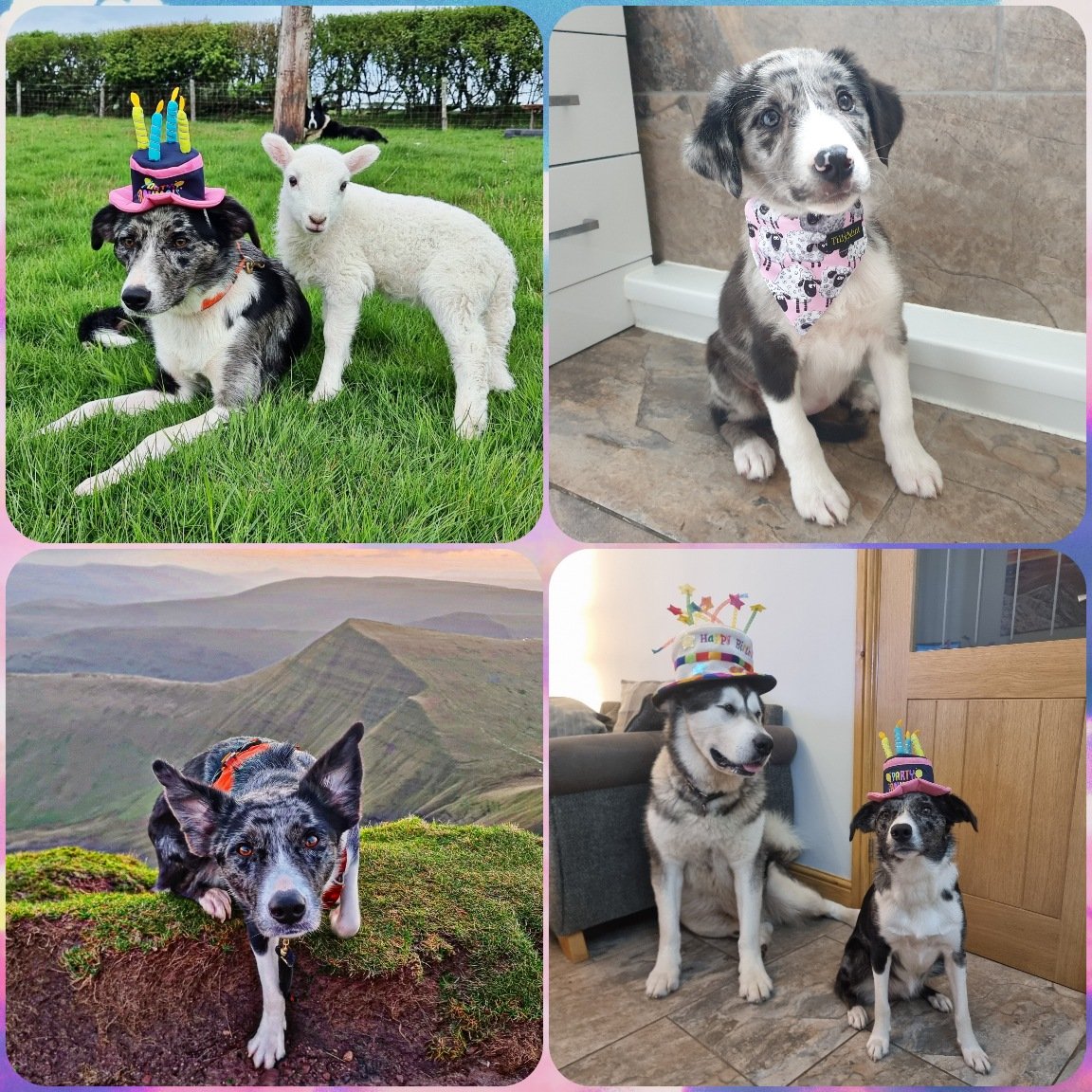 Tracy Purnell tweet media