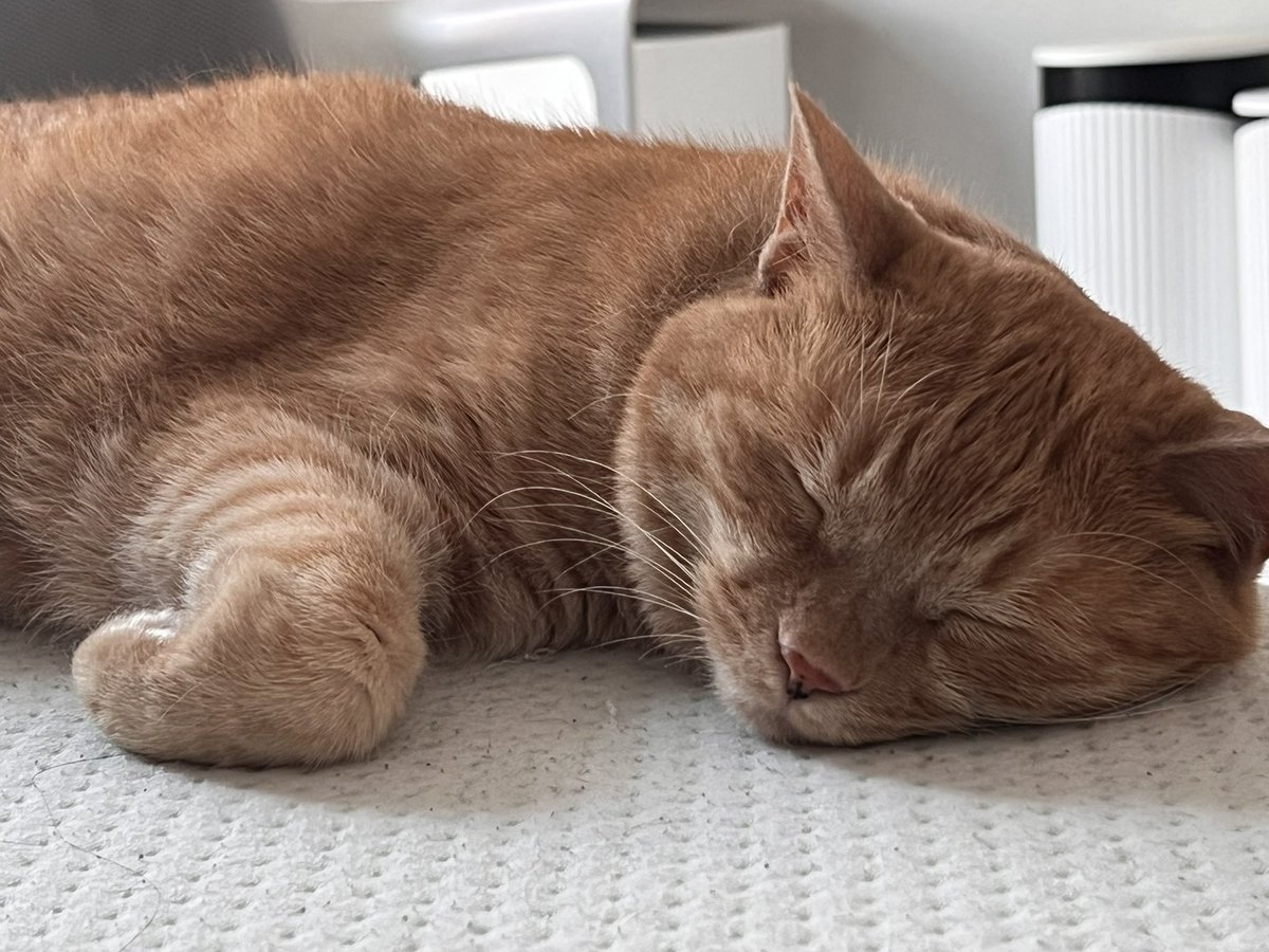 심각한 얼굴과 너무 귀여운 발