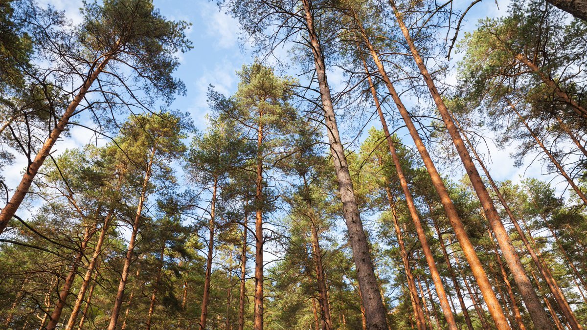 EuPathfinder's tweet image. 📏 New project (forest) data will feed into a new scenario framework to forecasts forest scenarios &amp;amp; outcomes of forest management alternatives.

📊 This will facilitate #tradeoffanalysis of forest #ecosystemservices &amp;amp; are potential alleys in the pathway assessment.
#EUPATHFINDER