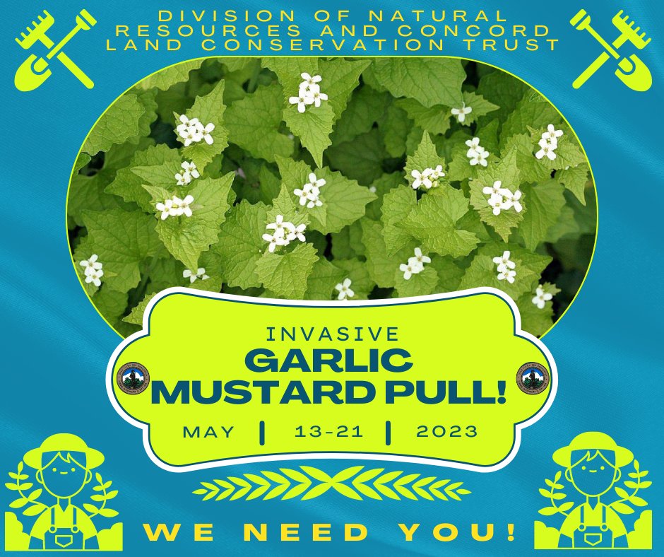 Town of Concord on Twitter "Pull invasive garlic mustard from trails