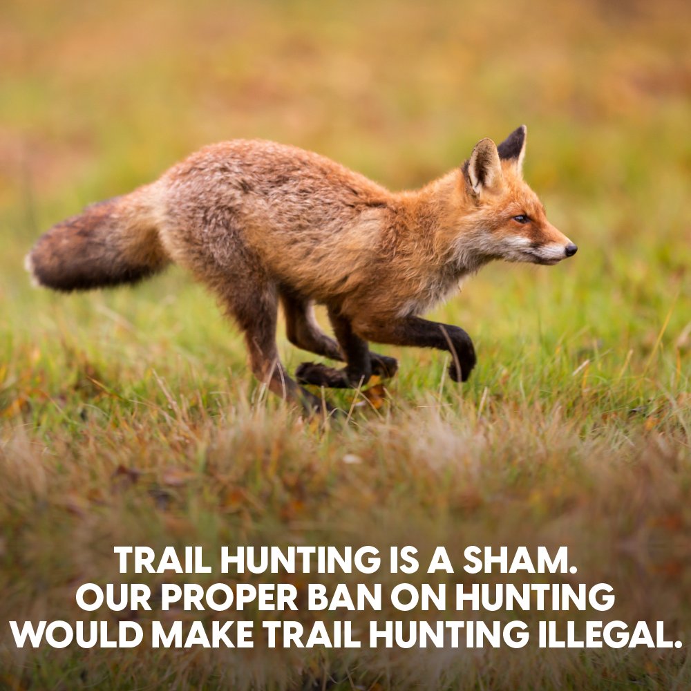 Protect the Wild tweet media