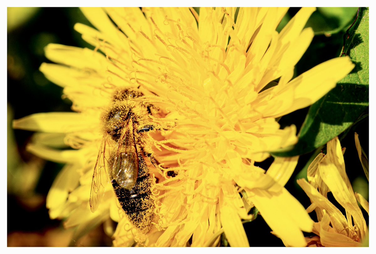 Bee at work #yellow #green #SonyAlpha #flowers #nature #outdoor #raw #macro