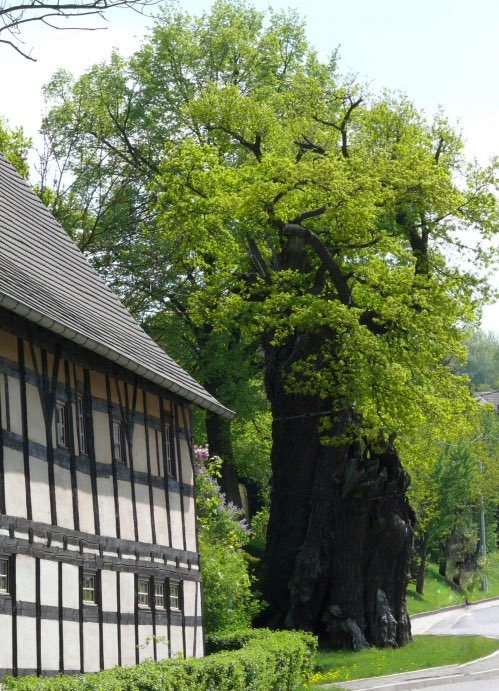 The huge 800 years old ‘Grabeiche’ in Nöddenitz - 🇩🇪 📷 Han van Meegeren