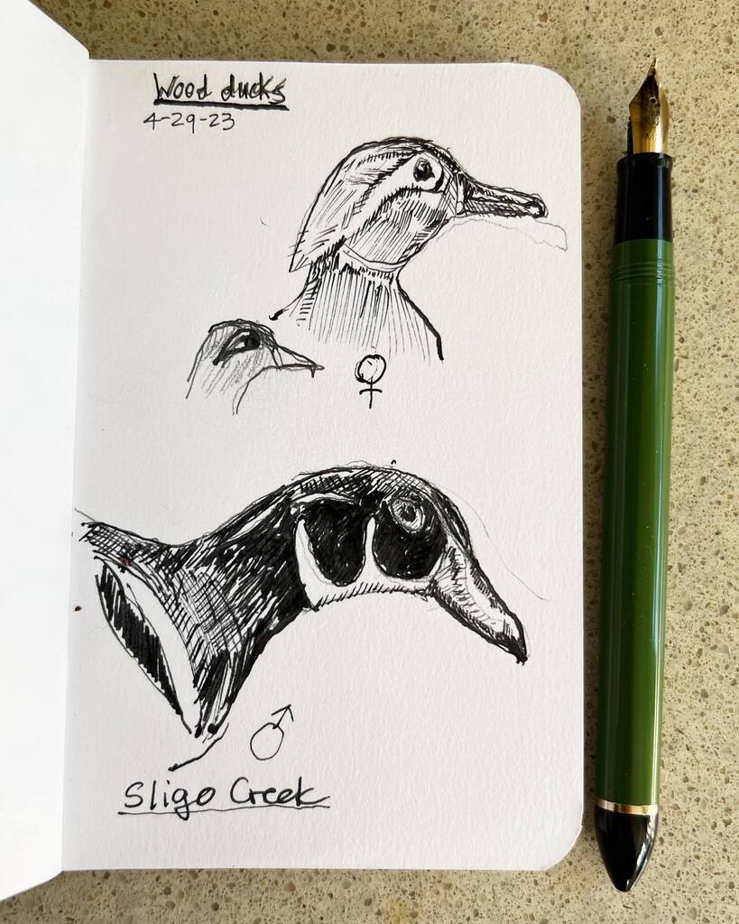 Wood ducks of Sligo Creek
.
.
.
.
.
#woodducks
#sligocreek
#inksketching
#sailorfude
#naturesketch
#birdsketch instagr.am/p/CsD3BqZxLg8/