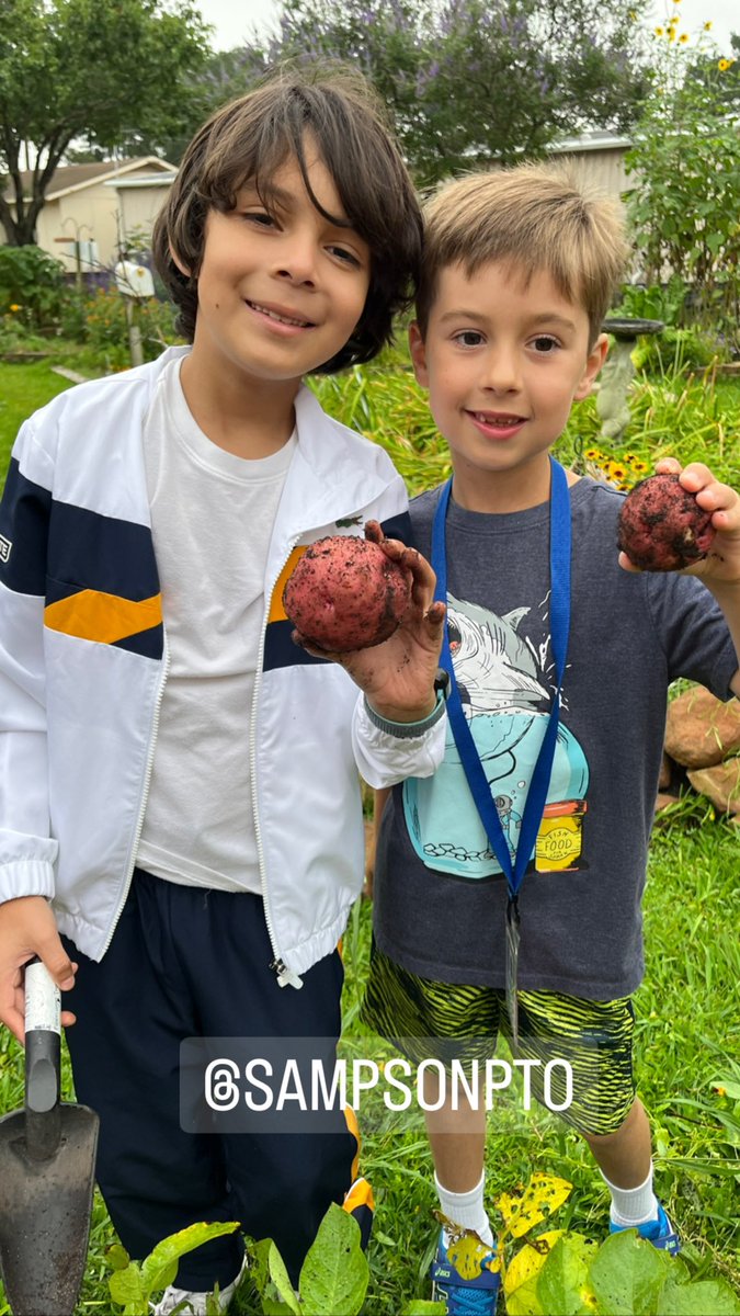 readygrowgarden's tweet image. @2ndgradeSampson students harvested 26 pounds of red potatoes from their #schoolgarden and donated them to the Cypress Assistance Ministries food pantry! #sampsonstrong #cypresstx @CyFairISD @PowerUpCafe @SampsonPTO #GardenDay