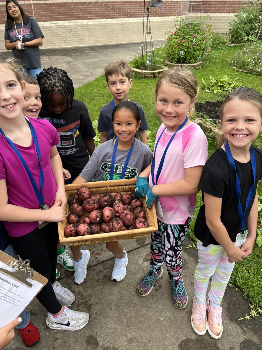 readygrowgarden's tweet image. @2ndgradeSampson students harvested 26 pounds of red potatoes from their #schoolgarden and donated them to the Cypress Assistance Ministries food pantry! #sampsonstrong #cypresstx @CyFairISD @PowerUpCafe @SampsonPTO #GardenDay