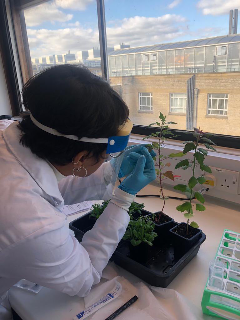 Plant scientist at UFRJ and in Oxford 👩🏽‍🔬🌱🧫
#HelpingKeepPlantsHealthy <a href="/gailmpreston/">PrestonLab</a> <a href="/UniofOxford/">University of Oxford</a>