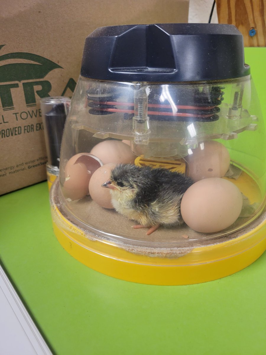 DanielleB4WMES's tweet image. We have chick's in 2nd grade! 
#WMES
#OURPACKISONTRACK
#ONEPACK
@MsDealWMES