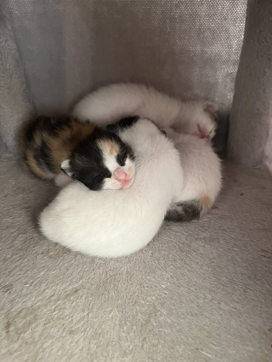 Va hombre miradlos a los ojos y decid q no