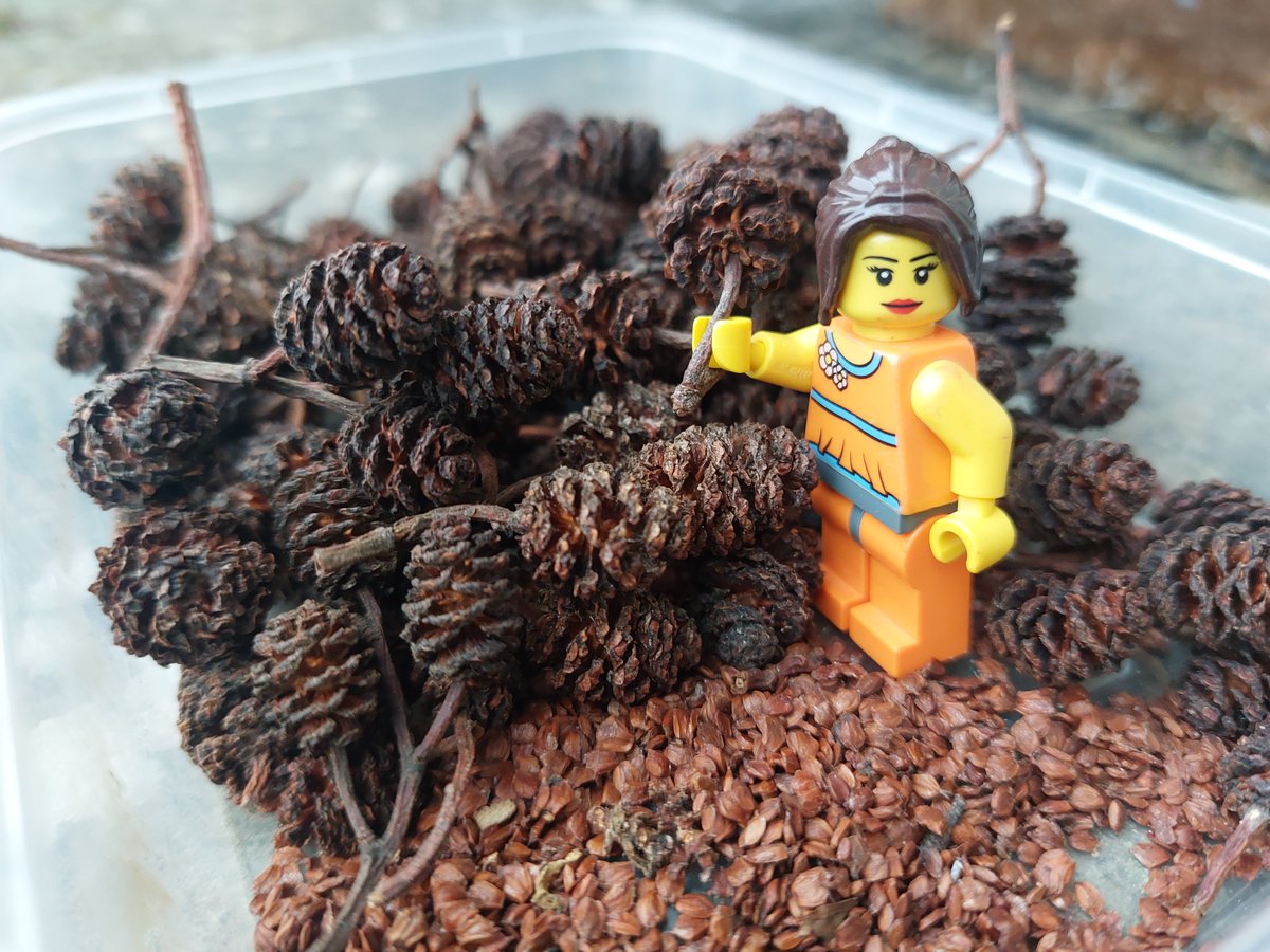 RibbleTrust's tweet image. We have a mini forest growing in our #CommunityTreeNurseries! 🌱

The native tree seeds we harvested last year have germinated. They’re tiny at the moment (Lego person for scale), but in just two winters’ time we will be planting them in our own woodland creation schemes!