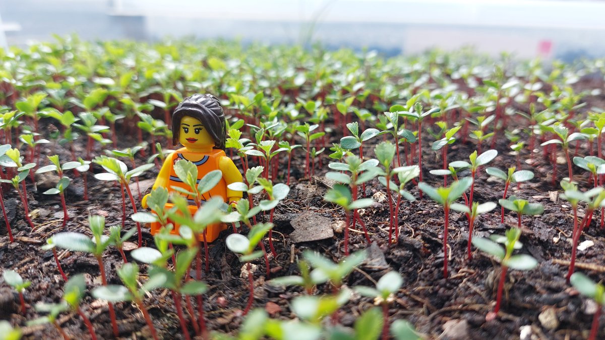 RibbleTrust's tweet image. We have a mini forest growing in our #CommunityTreeNurseries! 🌱

The native tree seeds we harvested last year have germinated. They’re tiny at the moment (Lego person for scale), but in just two winters’ time we will be planting them in our own woodland creation schemes!