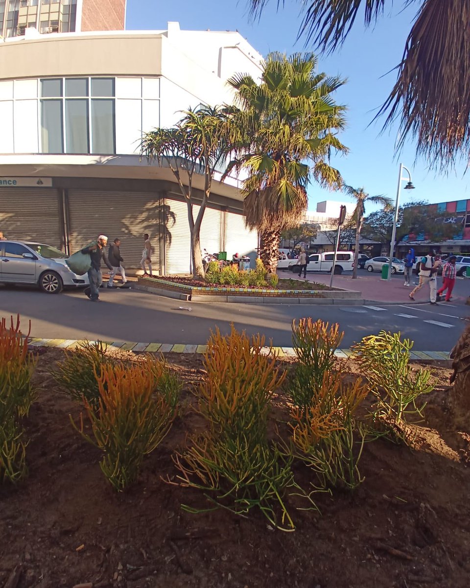 gtp_the's tweet photo. Exceptional work by our amazing better. bellville. together. team on planting new gardens in and around the Bellville region. Has anyone spotted the new gardens and our team in our vibrant blue better. bellville. together. t-shirts lately?

#betterbellvilletogether #myGTP #CoCT https://t.co/H8N0Za7gEq