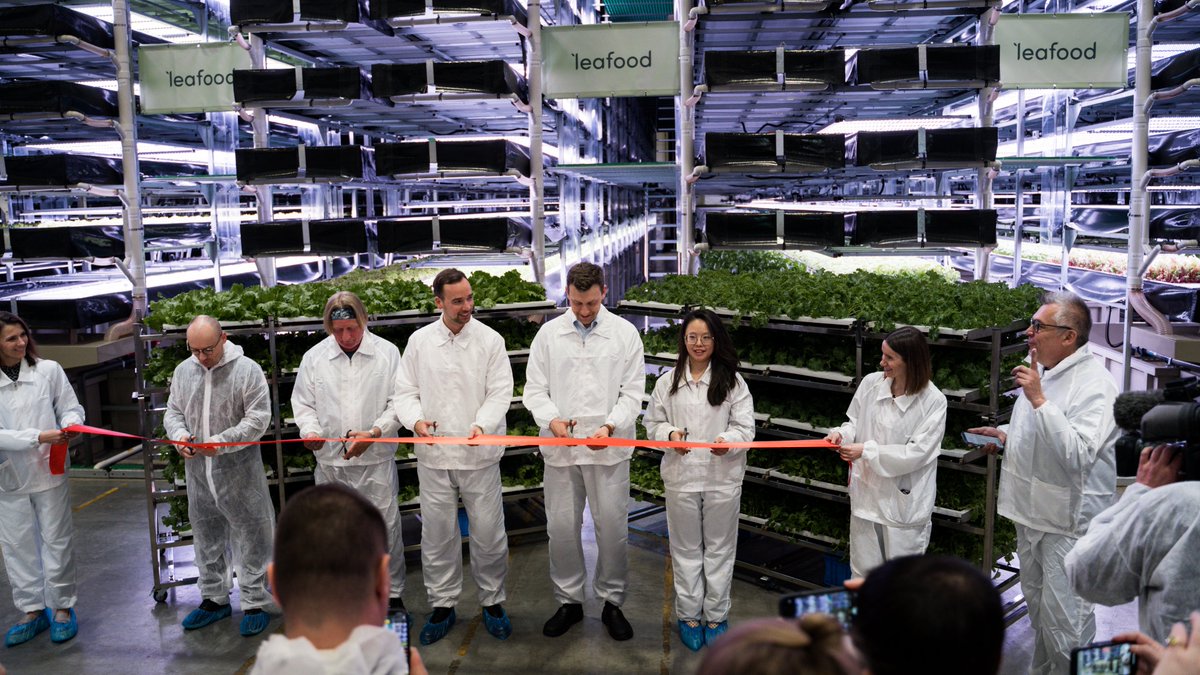 Leafood vertical farm is now officially open for business!

🥬We're harvesting 1000kg of salads and herbs per day - enough meet 10% of demand in #Lithuania

🌿Our first harvest will be available at select IKI grocery stores, nationwide, from May 12.

#verticalfarming #agtech