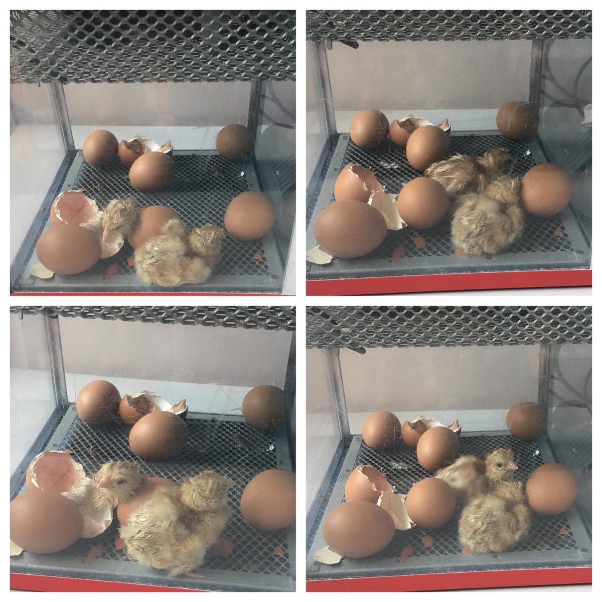 StMichsChatham's tweet image. St Michael's have had an extraordinary delivery, and the children are super excited to see that the chick have decided to make their presence known. We will be sharing lots of updates, so keep your eyes peeled.
#lifecycles #babychicks #realife