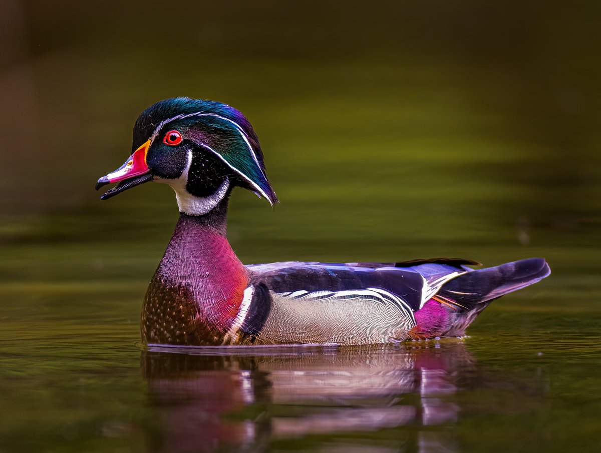 Wood Duck on Lake Beshear. 

Photo was take. Using a Canon R5 with a Canon 600mm lens. I laid in a Tragopan Hokki blind for several hours until he swam by.

#WoodDuck #LakeBeshear #Canon #Kentucky #mykyoutdoors #tragopan