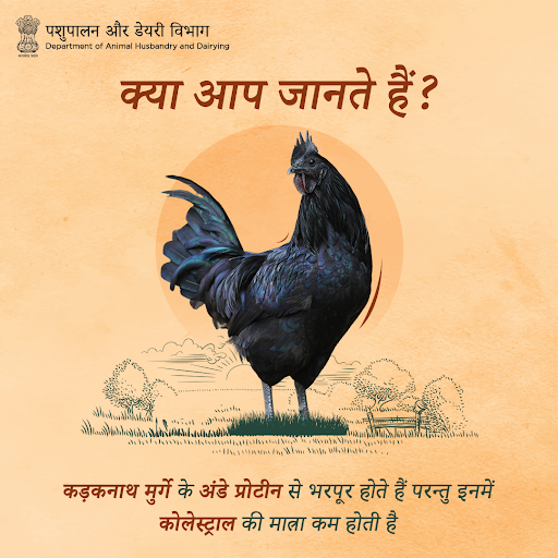 Dept_of_AHD's tweet photo. 🐔 कड़कनाथ के अंडों में अमीनो-एसिड अच्छी मात्रा में पाए जाने के कारण यह एक प्रोटीन से भरपूर, पोषक आहार है। 🥚

#WorldPoultryDay #PoultryFarming #Eggs https://t.co/xrT18L9Cc4