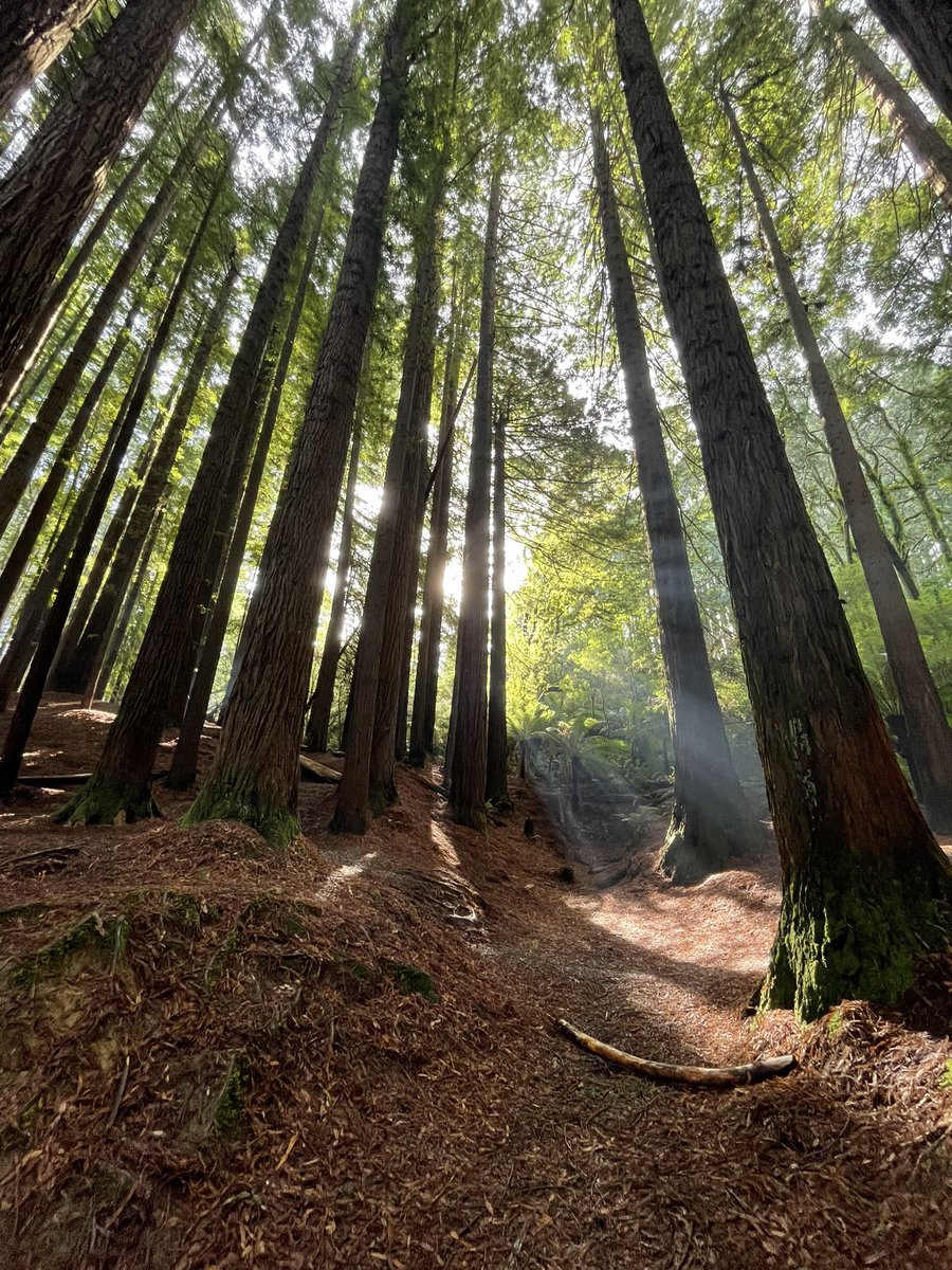 It looks like Endor but is actually in the Otways in Victoria, Australia #redwoods