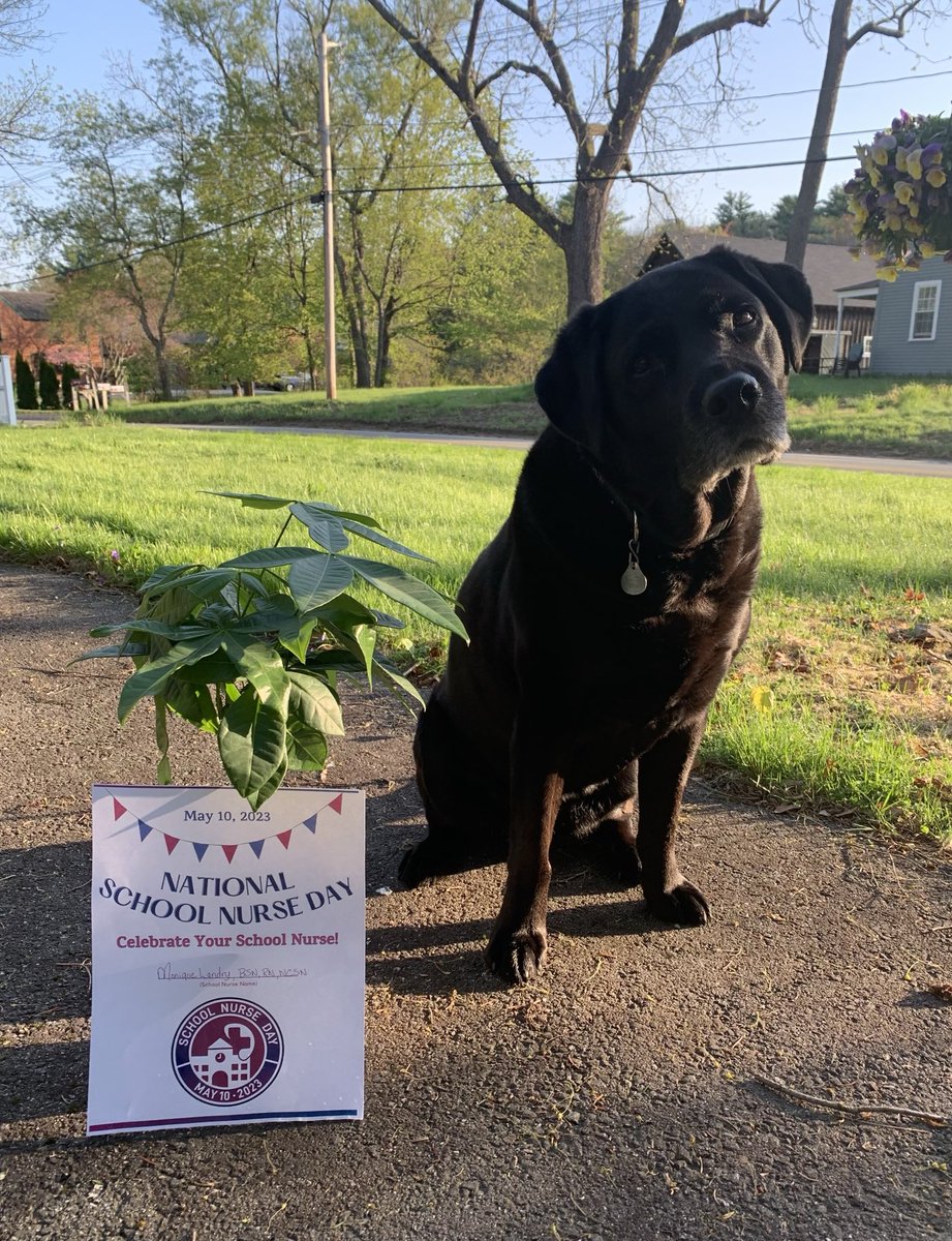 Dice the Dog tweet media